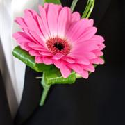 Gerbera Buttonhole