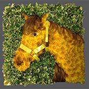 Horse Head