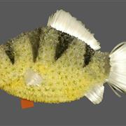 Fish tribute