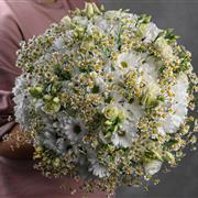 Daisy madness 