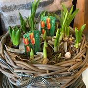 Spring bulbs in basket 