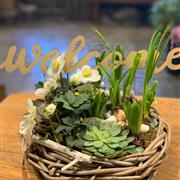 Welcome planted basket 