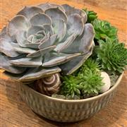 Succulent garden