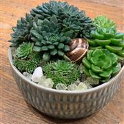Succulent forest