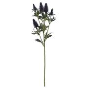 77cm ERYNGIUM 