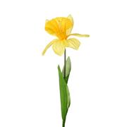 SINGLE DAFFODIL YELLOW