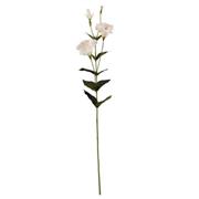 84cm LISIANTHUS EUSTOMA SPRAY IVORY